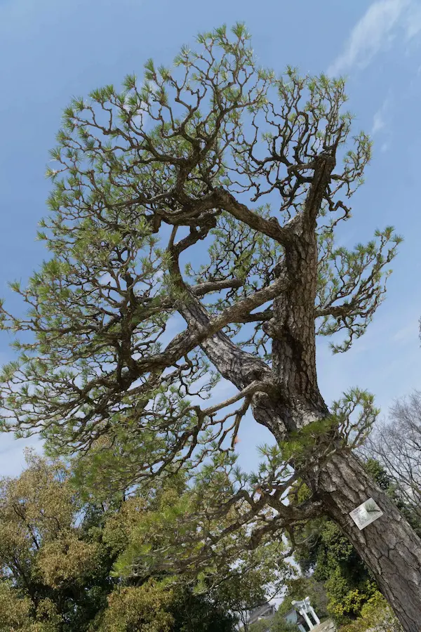 Tree surviving atomic bomb blast